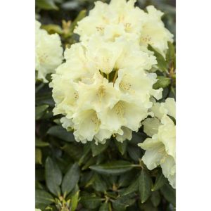 Plantiflor Großblumige Alpenrose Goldkrone Topf Durchmesser 17 cm Plantiflor Großblumige Alpenrose Goldkrone Topf Durchmesser 17 cm