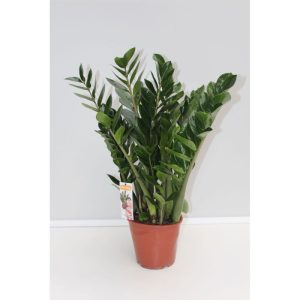 Plantiflor Zamie Glücksfeder 80 cm Topf 19 cm Plantiflor Zamie Glücksfeder 80 cm Topf 19 cm