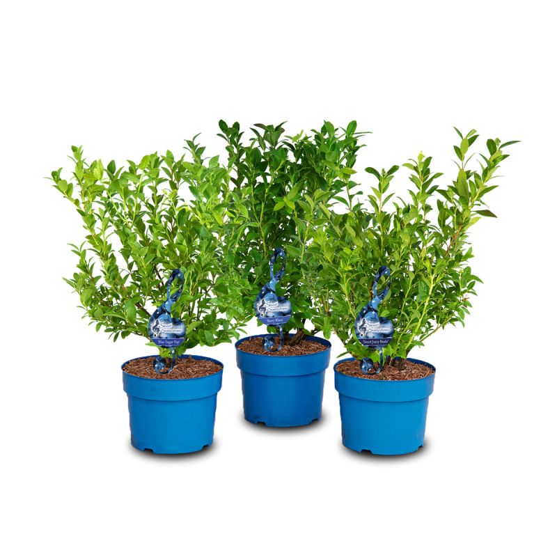 Plantiflor Heidelbeere Sweet Symhony Serie Topf Durchmesser 23 cm