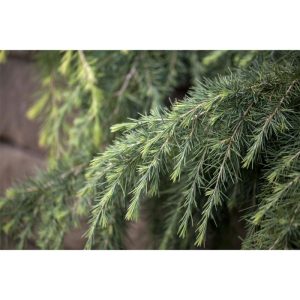 Plantiflor Himalaya-Zeder Topf Durchmesser 19 cm Plantiflor Himalaya-Zeder Topf Durchmesser 19 cm