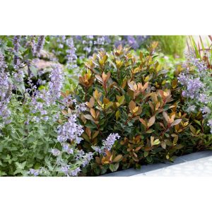Plantiflor Glanzmispel Chico Topf Durchmesser 23 cm Plantiflor Glanzmispel Chico Topf Durchmesser 23 cm