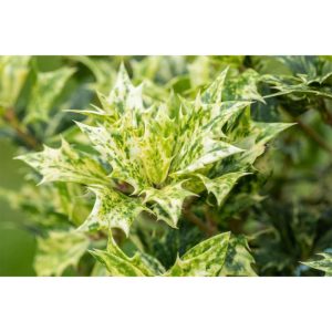 Plantiflor Stachelblättrige Duftblüte Goshiki Topf Durchmesser 23 cm Plantiflor Stachelblättrige Duftblüte Goshiki Topf Durchmesser 23 cm