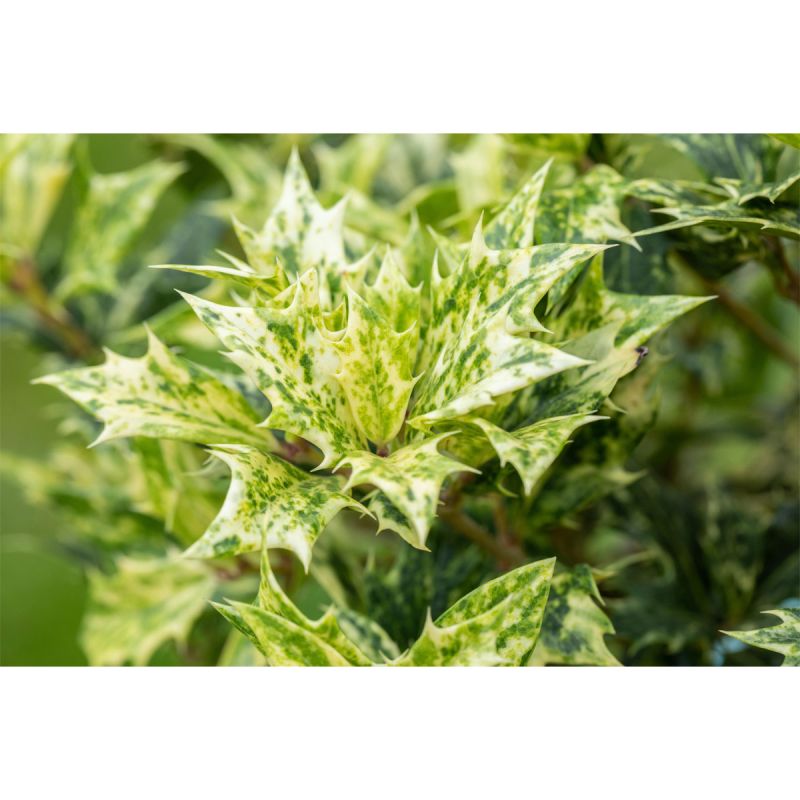 Plantiflor Stachelblättrige Duftblüte Goshiki Topf Durchmesser 23 cm