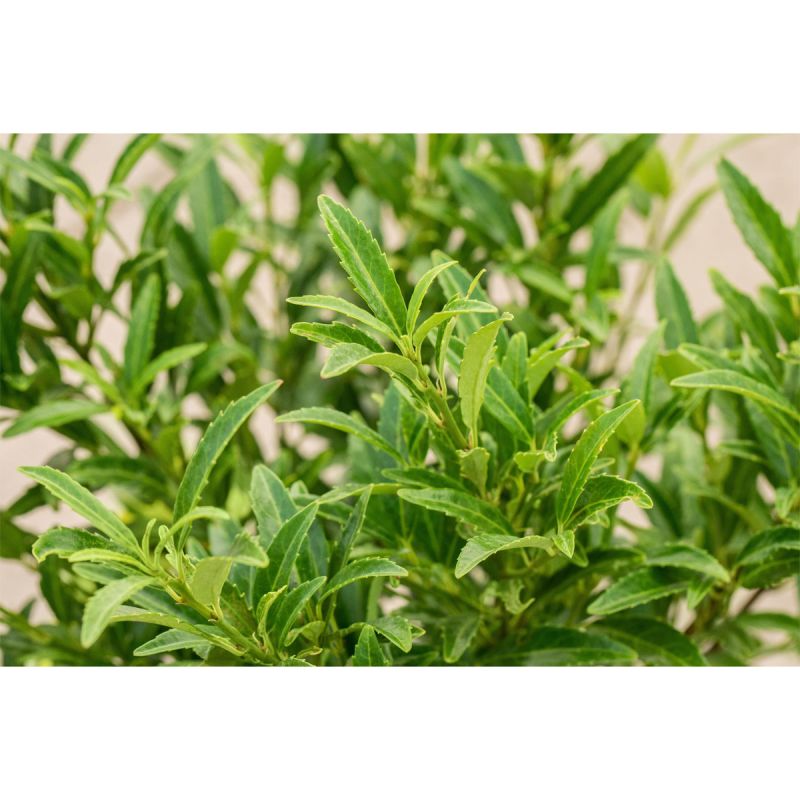 Plantiflor Kirschlorbeer Sofia Topf Durchmesser 23 cm