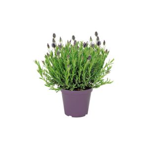 Plantiflor Schopf-Lavendel Topf- Durchmesser 14 cm Plantiflor Schopf-Lavendel Topf- Durchmesser 14 cm