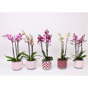 Plantiflor Schmetterlingsorchidee 3-Triebe Topf- Durchmesser 12 cm Plantiflor Schmetterlingsorchidee 3-Triebe Topf- Durchmesser 12 cm