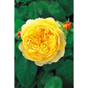 Plantiflor Rose Charles Darwin Topf- Durchmesser 23 cm Plantiflor Rose Charles Darwin Topf- Durchmesser 23 cm