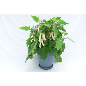 Plantiflor Balkongemüse Topf Durchmesser 11 cm Plantiflor Balkongemüse Topf Durchmesser 11 cm