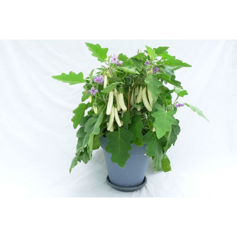 Plantiflor Balkongemüse Topf Durchmesser 11 cm