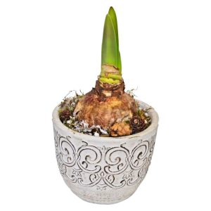 Plantiflor Amaryllis im Zementtopf Topf Durchmesser 14 cm Plantiflor Amaryllis im Zementtopf Topf Durchmesser 14 cm