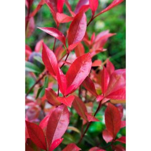 Plantiflor Rotlaubig Glanzmispel Devils Dream Topf Durchmesser 23 cm Plantiflor Rotlaubig Glanzmispel Devils Dream Topf Durchmesser 23 cm