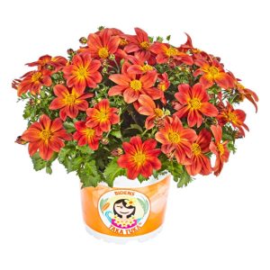 Plantiflor Goldmarie Taka Tuka Topf Durchmesser 12 cm Plantiflor Goldmarie Taka Tuka Topf Durchmesser 12 cm