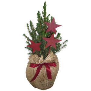 Plantiflor Geschmückte Zuckerhutfichte 30-40 cm Plantiflor Geschmückte Zuckerhutfichte 30-40 cm