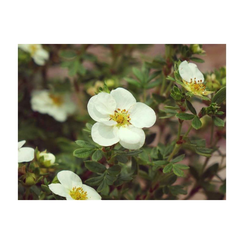 Plantiflor Fünffingerstrauch Creme Brulee Topf Durchmesser 20 cm