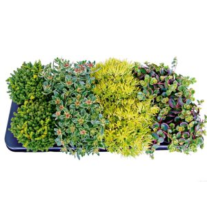 Plantiflor Bodendecker-Stauden Pflasta la Vista Topf 13 cm Plantiflor Bodendecker-Stauden Pflasta la Vista Topf 13 cm