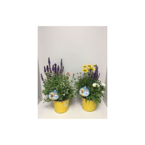 Plantiflor Stauden-Trio Biene Maja verschiedene Sorten T19 Plantiflor Stauden-Trio Biene Maja verschiedene Sorten T19