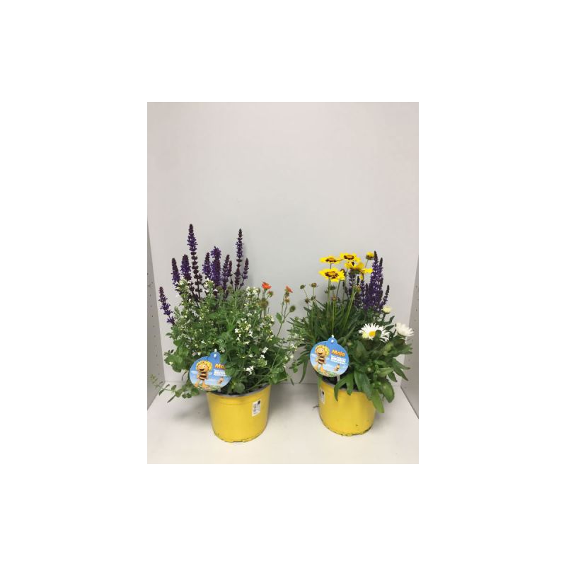 Plantiflor Stauden-Trio Biene Maja verschiedene Sorten T19
