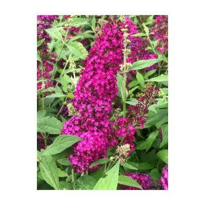 Plantiflor Sommerflieder Funky Fuchsia Topf Durchmesser 20 cm Plantiflor Sommerflieder Funky Fuchsia Topf Durchmesser 20 cm