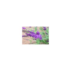 Plantiflor Sommerflieder Psychedelic Sky Topf Durchmesser 20 cm Plantiflor Sommerflieder Psychedelic Sky Topf Durchmesser 20 cm