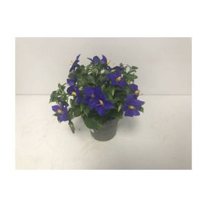Plantiflor Blaues Lieschen großblumig Durchmesser 11 cm Plantiflor Blaues Lieschen großblumig Durchmesser 11 cm