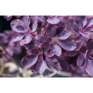 Plantiflor Roter Perückenstrauch Topf Durchmesser 17 cm Plantiflor Roter Perückenstrauch Topf Durchmesser 17 cm