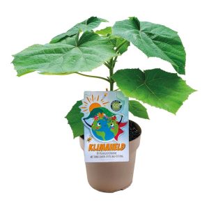 Plantiflor Bio-CO-Klimabaum Kiri-Baum Topf Durchmesser 21 cm Plantiflor Bio-CO-Klimabaum Kiri-Baum Topf Durchmesser 21 cm