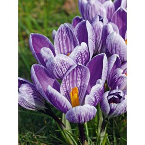 Plantiflor Krokus Crocus-Hybride Topf Durchmesser 10,5 cm Plantiflor Krokus Crocus-Hybride Topf Durchmesser 10,5 cm
