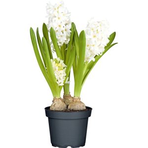 Plantiflor Hyazinthe 3er Topf Durchmesser 10,5 cm Plantiflor Hyazinthe 3er Topf Durchmesser 10,5 cm