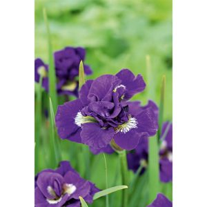 Plantiflor Blumenzwiebel Netzblatt-Iris Iris reticulata Topf Durchmesser 10,5 cm Plantiflor Blumenzwiebel Netzblatt-Iris Iris reticulata Topf Durchmesser 10,5 cm