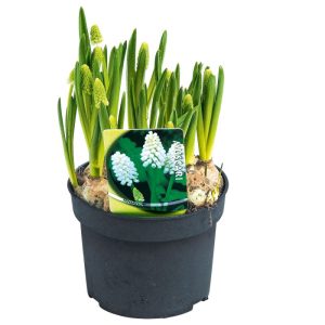 Plantiflor Blumenzwiebel Armenische Traubenhyazinthe Topf Durchmesser 10,5 cm Plantiflor Blumenzwiebel Armenische Traubenhyazinthe Topf Durchmesser 10,5 cm