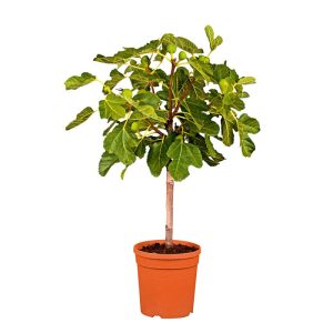 Plantiflor Feigenbaum im Topf Durchmesser 20 cm Plantiflor Feigenbaum im Topf Durchmesser 20 cm