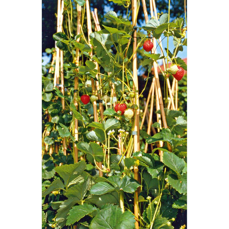 Plantiflor Gourmetkräuter Klettererdbeere Topf 12 cm