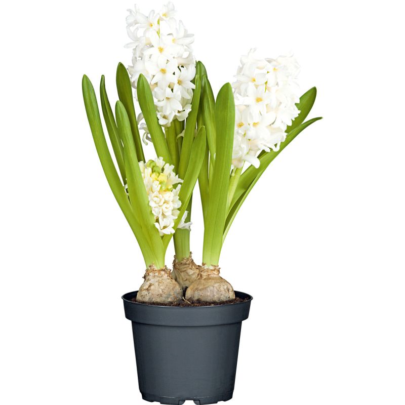 Plantiflor Blumenzwiebeln Topf Durchmesser 10,5 cm