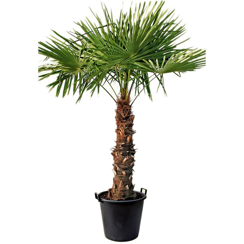 Plantiflor Hanfpalme Trachycarpus fortunei im Topf Durchmesser 30 cm