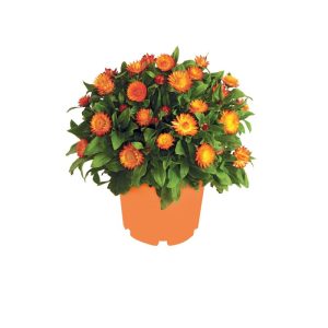 Plantiflor Strohblume Topf Durchmesser 12 cm Plantiflor Strohblume Topf Durchmesser 12 cm