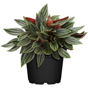 Plantiflor ZGRÜ Peperomia Rosso T12 H 15 cm Plantiflor ZGRÜ Peperomia Rosso T12 H 15 cm