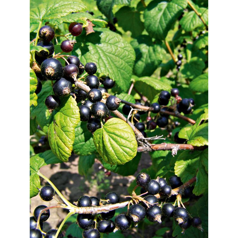 Plantiflor Johannisbeerstrauch schwarz Topf Durchmesser 17 cm