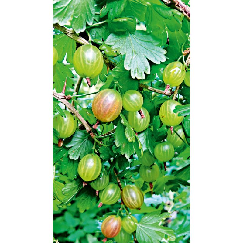 Plantiflor Stachelbeerstrauch gelb Topf Durchmesser 17 cm