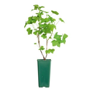 Plantiflor Johannisbeerstrauch rot im Topf Durchmesser 17 cm Plantiflor Johannisbeerstrauch rot im Topf Durchmesser 17 cm