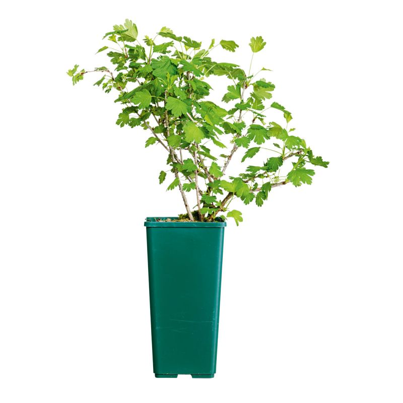 Plantiflor OBST Stachelbeere grün 2 L Eck