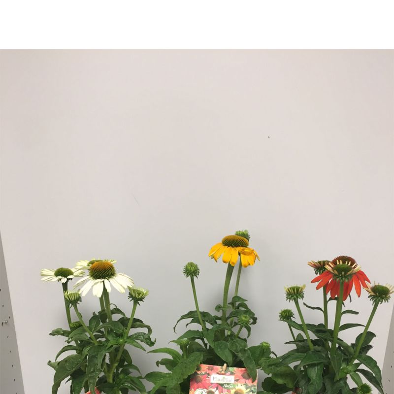 Plantiflor Purpur-Sonnenhut Topf Durchmesser 13 cm