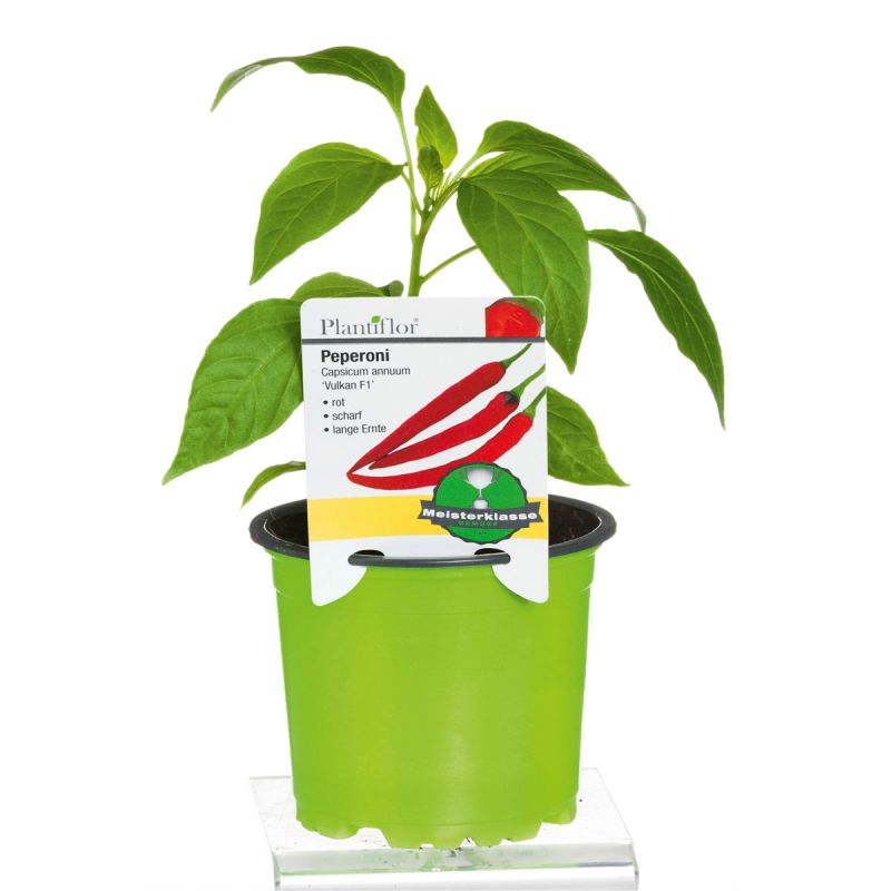 Plantiflor Meisterklasse Peperonie Vulkan Topf Durchmesser 11 cm