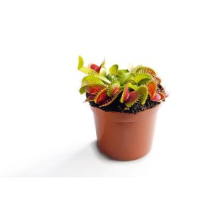 Plantiflor Venusfliegenfalle Topf Durchmesser 9 cm Plantiflor Venusfliegenfalle Topf Durchmesser 9 cm