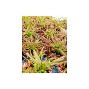 Plantiflor Sonnentau Topf Durchmesser 9 cm Plantiflor Sonnentau Topf Durchmesser 9 cm
