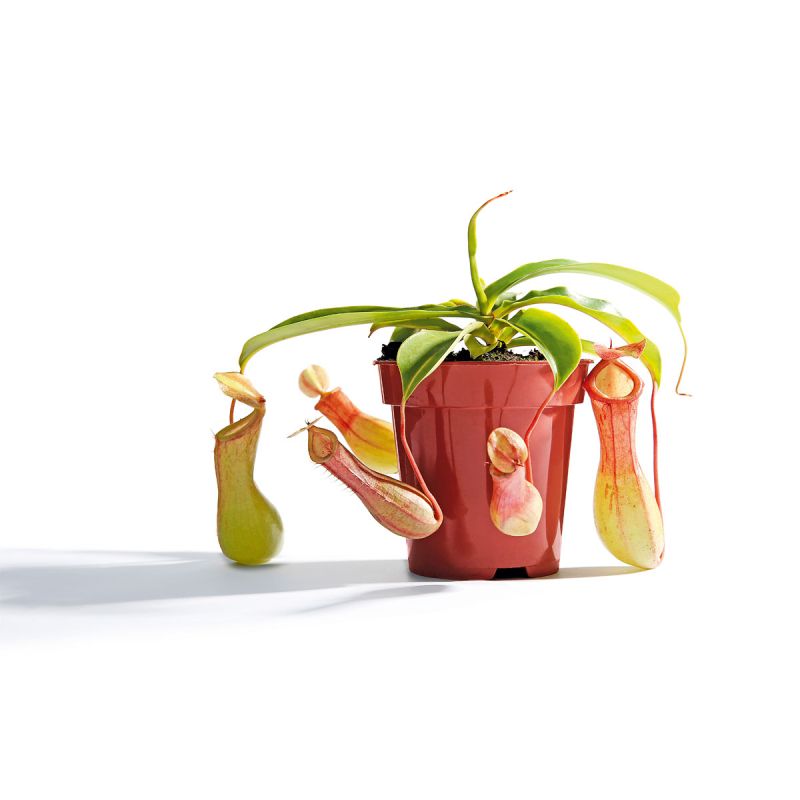 Plantiflor Kannenpflanze Topf Durchmesser 9 cm