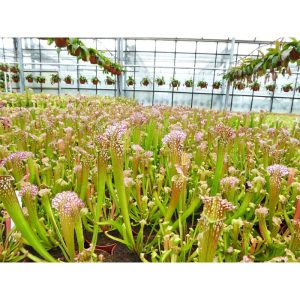 Plantiflor Schlauchpflanze Topf Durchmesser 9 cm Plantiflor Schlauchpflanze Topf Durchmesser 9 cm