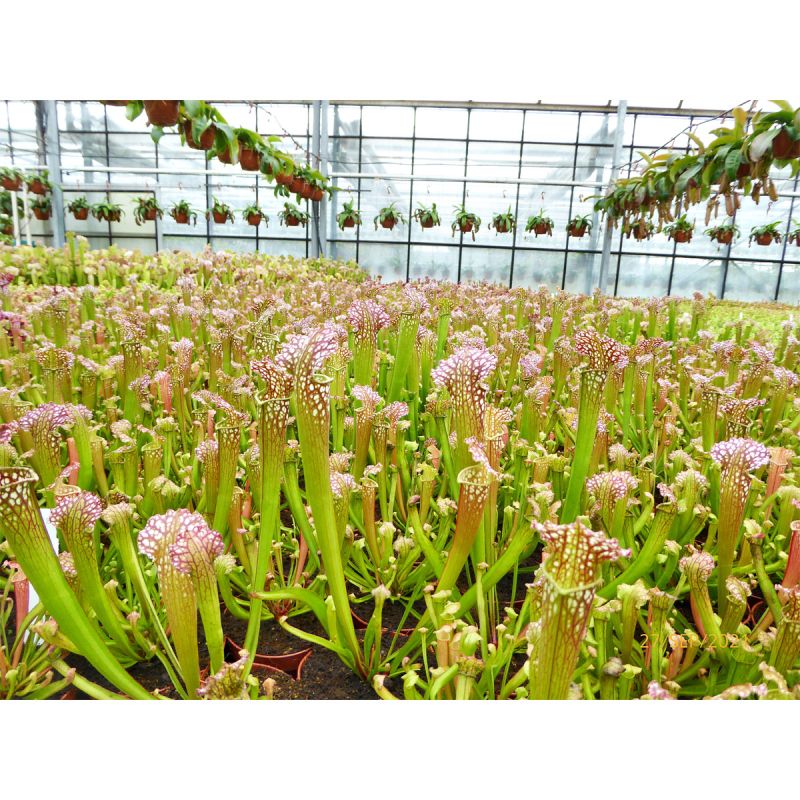 Plantiflor Schlauchpflanze Topf Durchmesser 9 cm