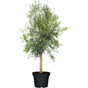 Plantiflor Oliven-Stamm Florida Wild 180 cm Topf Durchmesser 50 cm Plantiflor Oliven-Stamm Florida Wild 180 cm Topf Durchmesser 50 cm