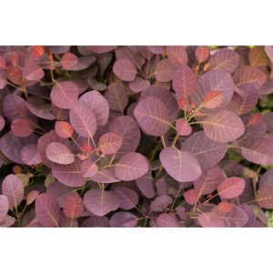 Plantiflor Roter Perückenstrauch Topf Durchmesser 23 cm Plantiflor Roter Perückenstrauch Topf Durchmesser 23 cm