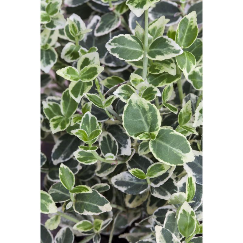 Plantiflor Weißbunter Spindelstrauch Pyramide Topf Durchmesser 23 cm